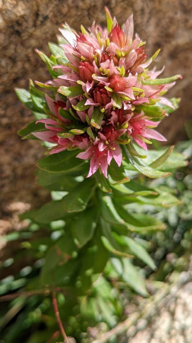 Rhodiola rosata