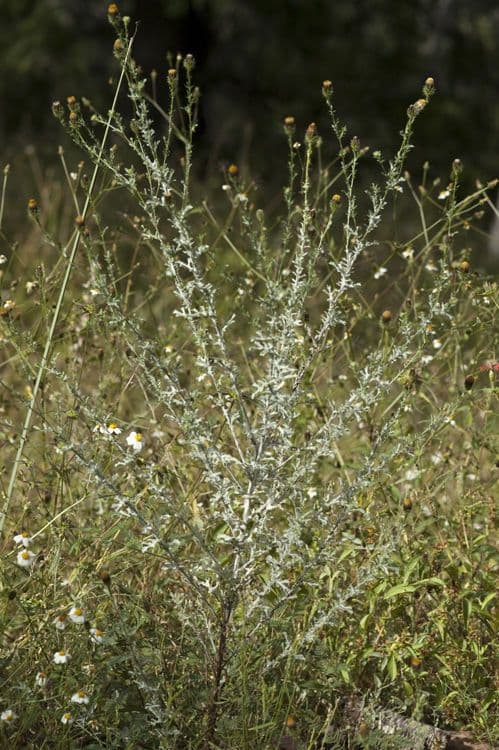 Poreleaf Dogweed 6