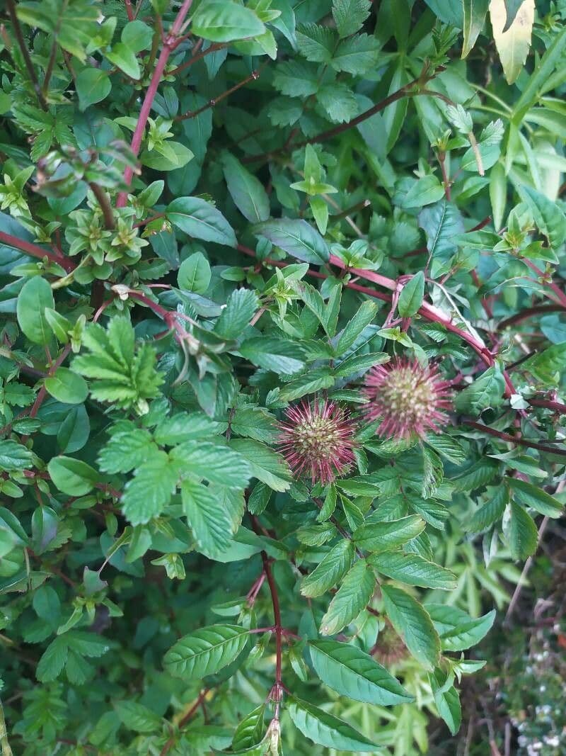 Acaena 8