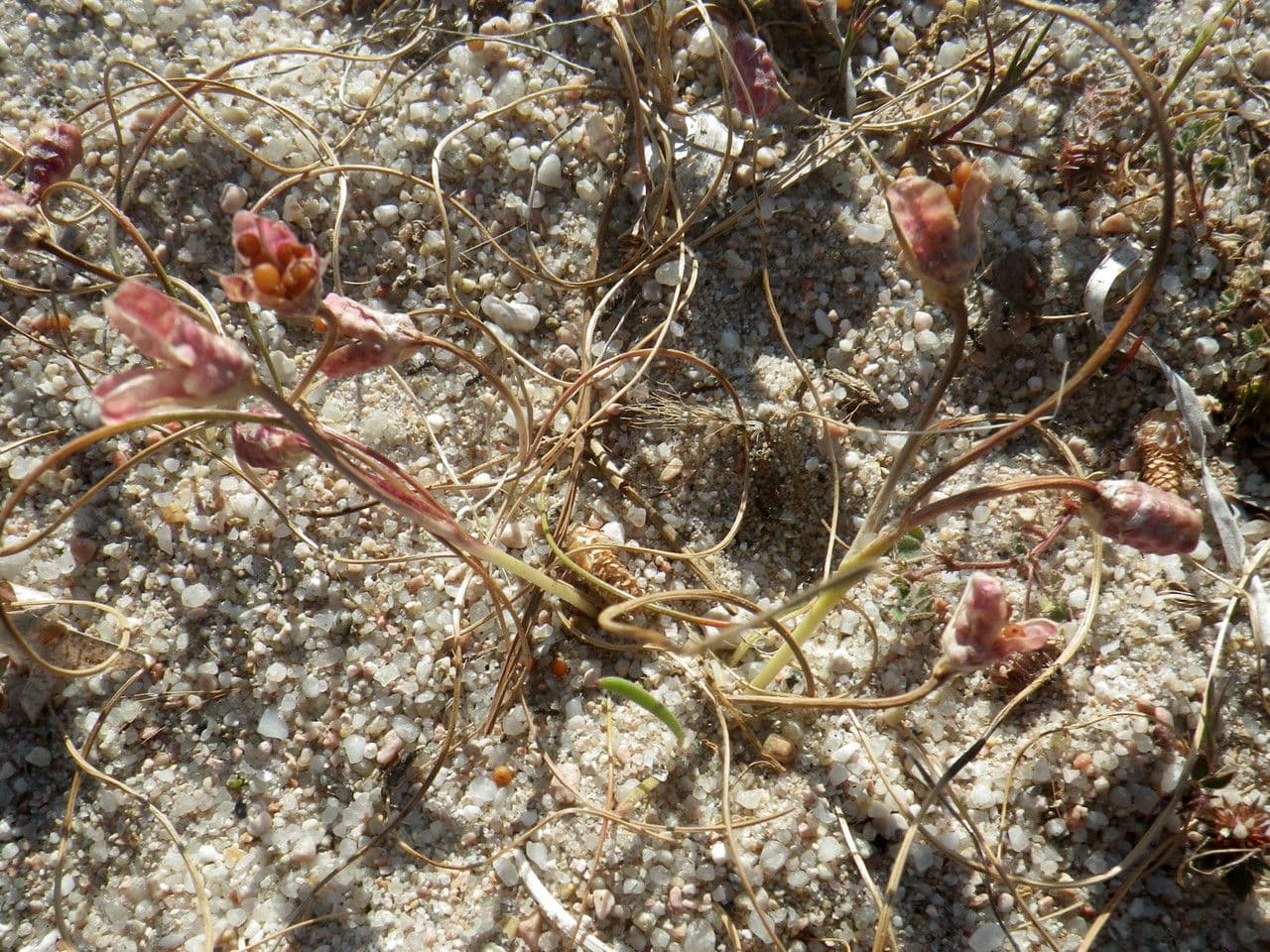 Romulea 11