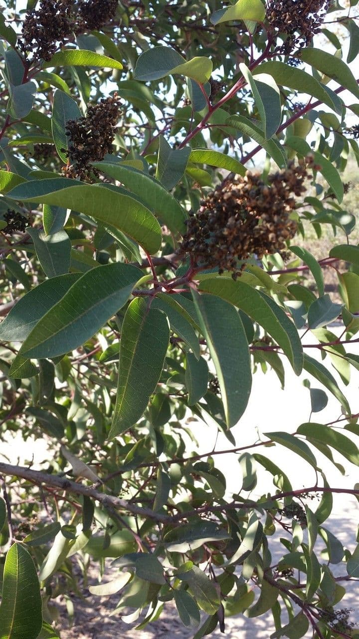 Malosma 2