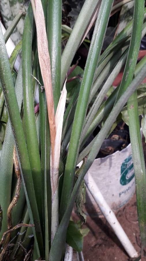 Billbergia pendula 16