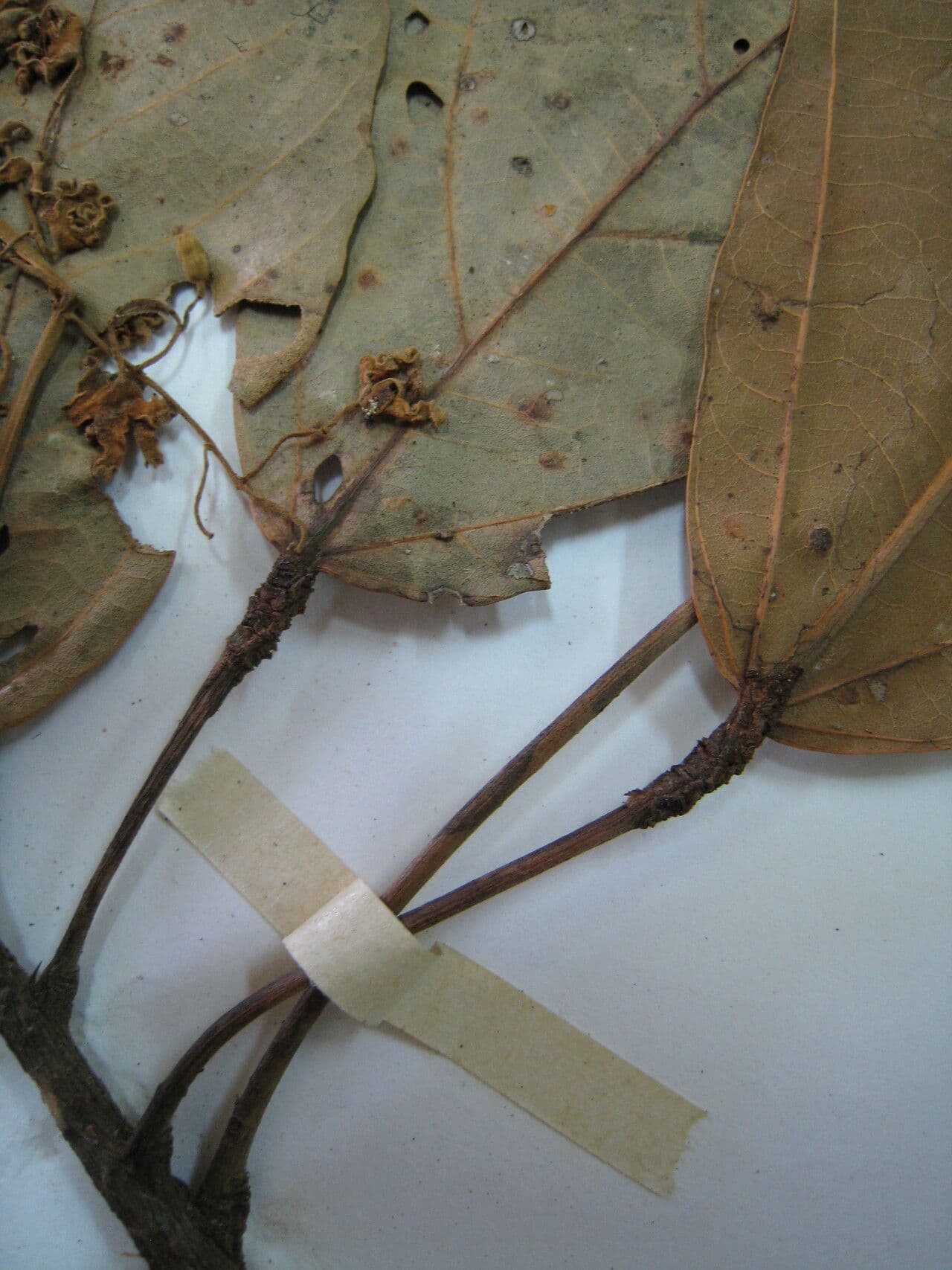 Sterculia