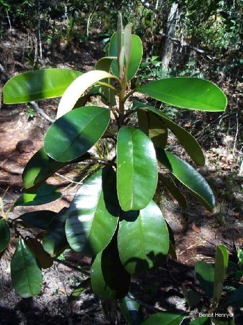 Solmsia calophylla 14