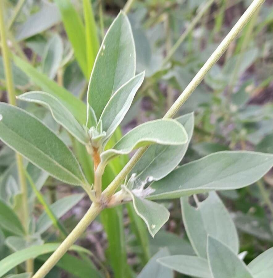 Yellow joyweed 11