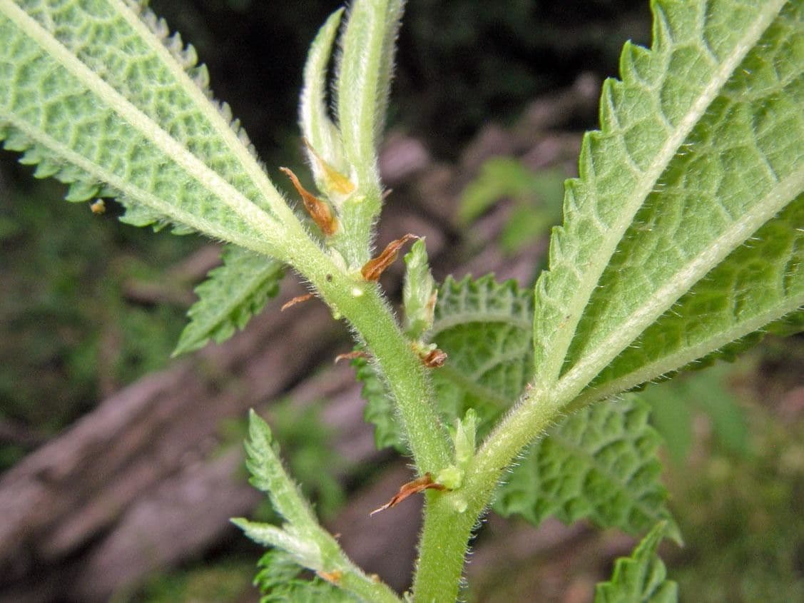 Boehmeria 3