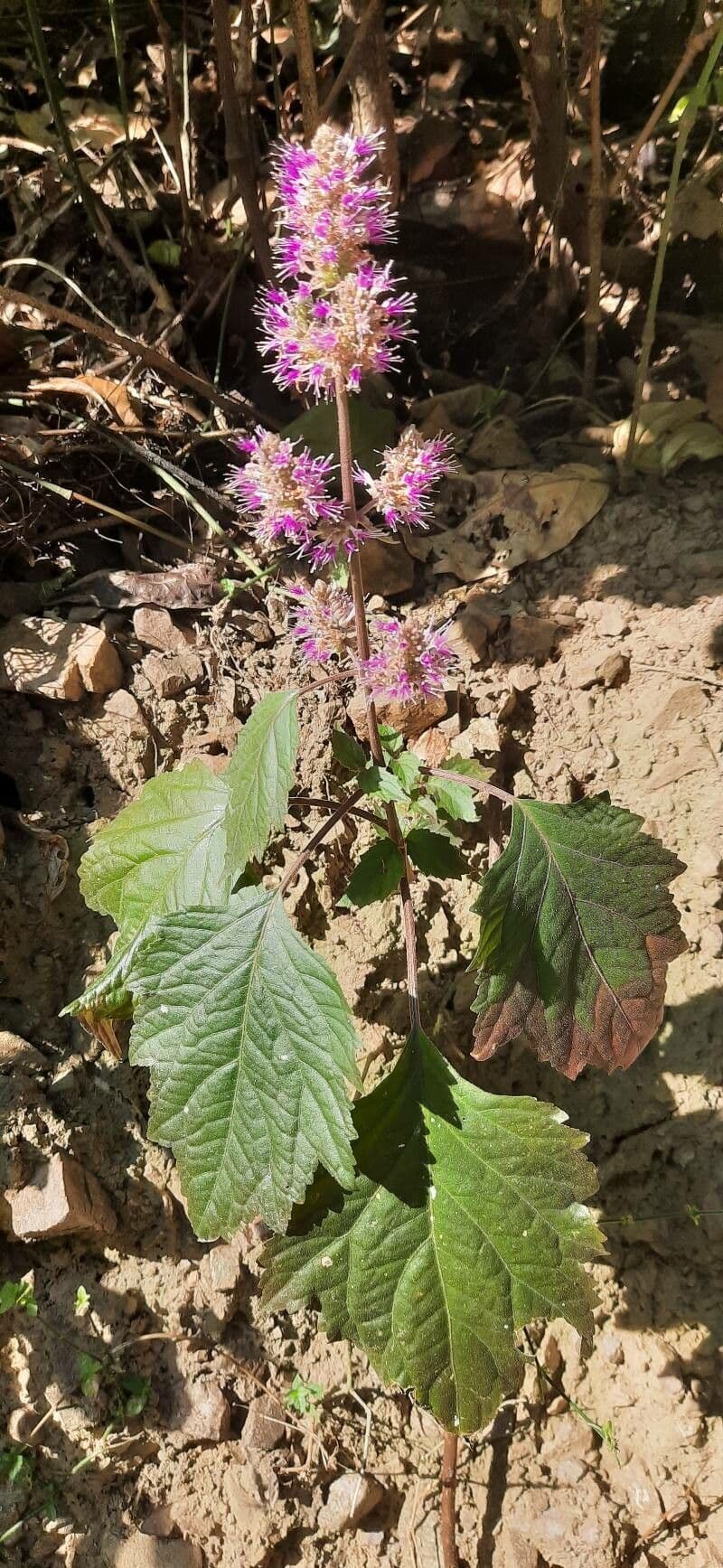 Pogostemon