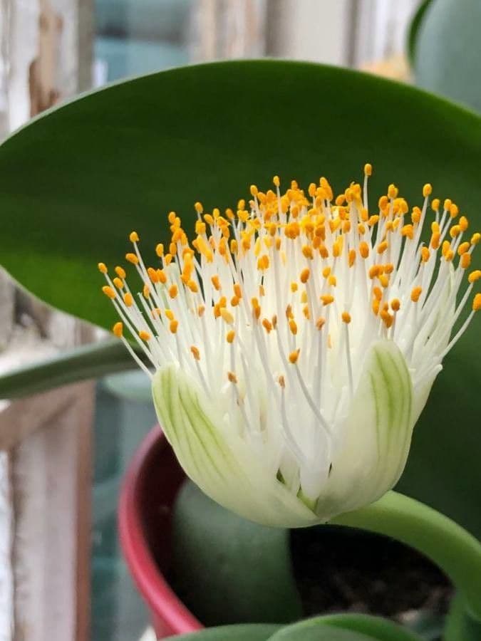 Haemanthus 7