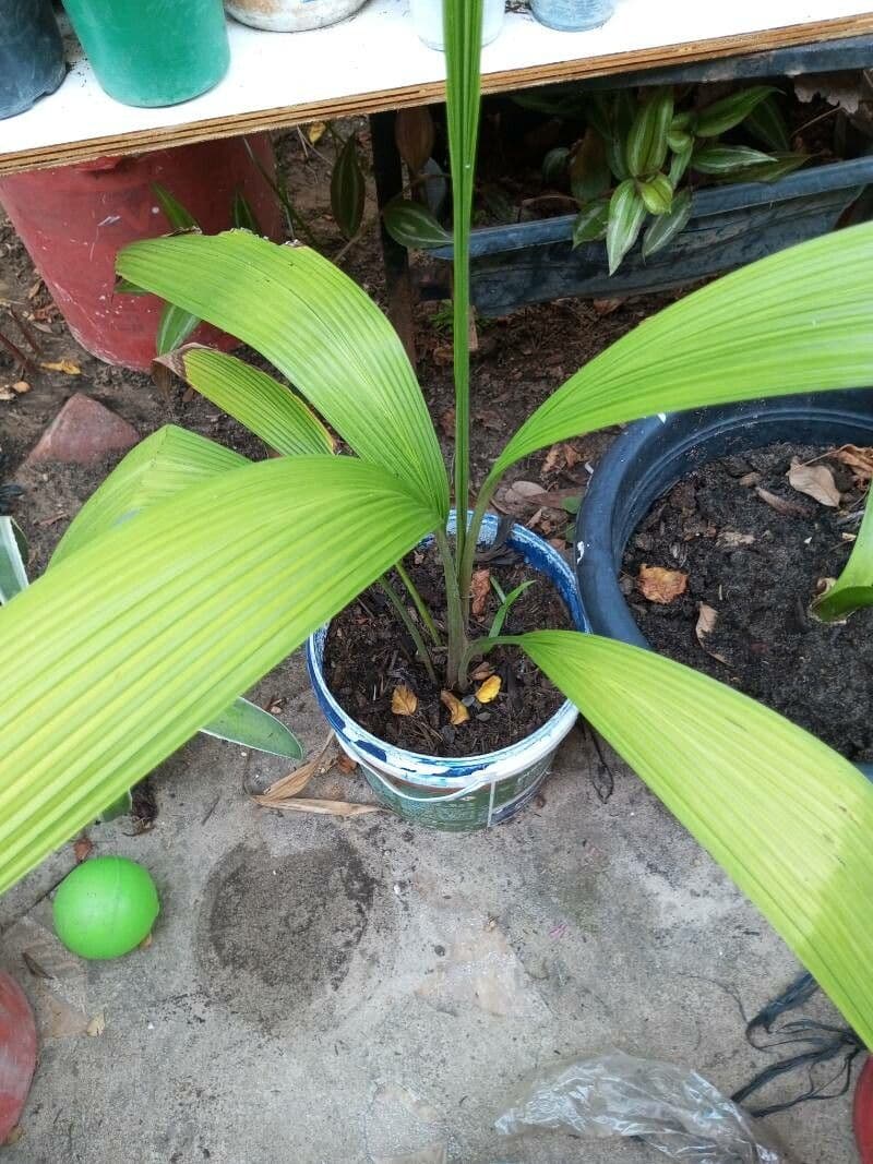 Cocotier 6