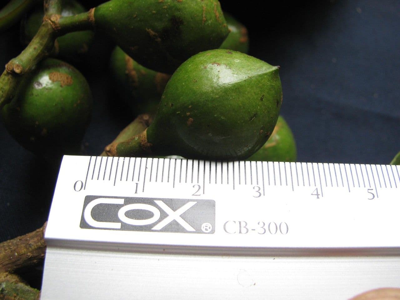 Otoba novogranatensis 23