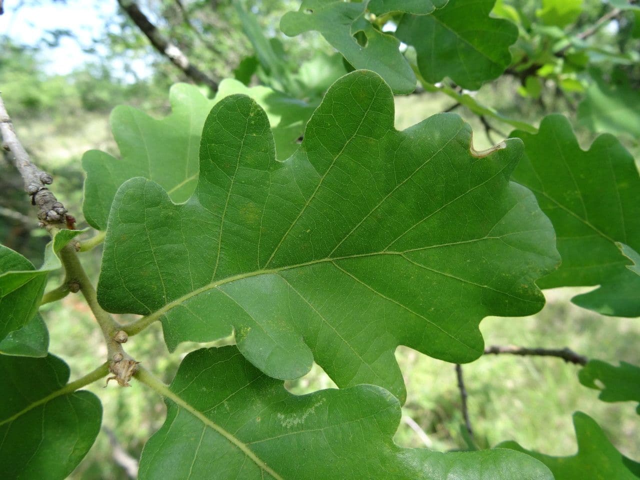 Flaumeiche 19