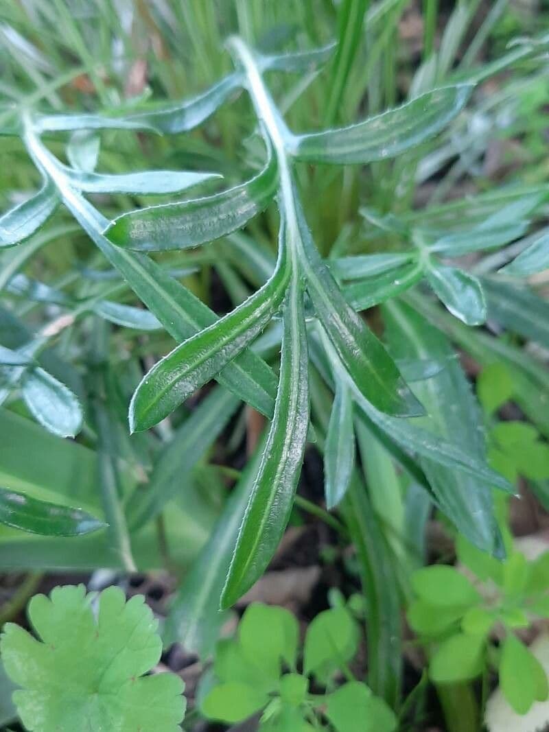 Gazania 17