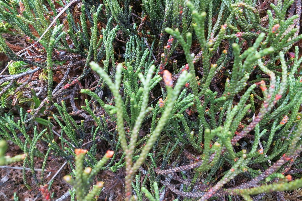 Lepidothamnus 3
