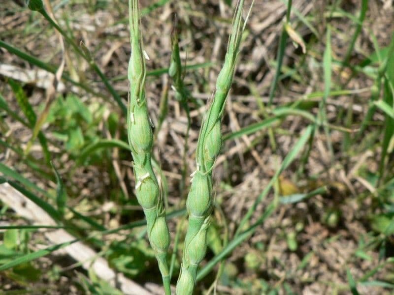 Aegilops ventricosa 5