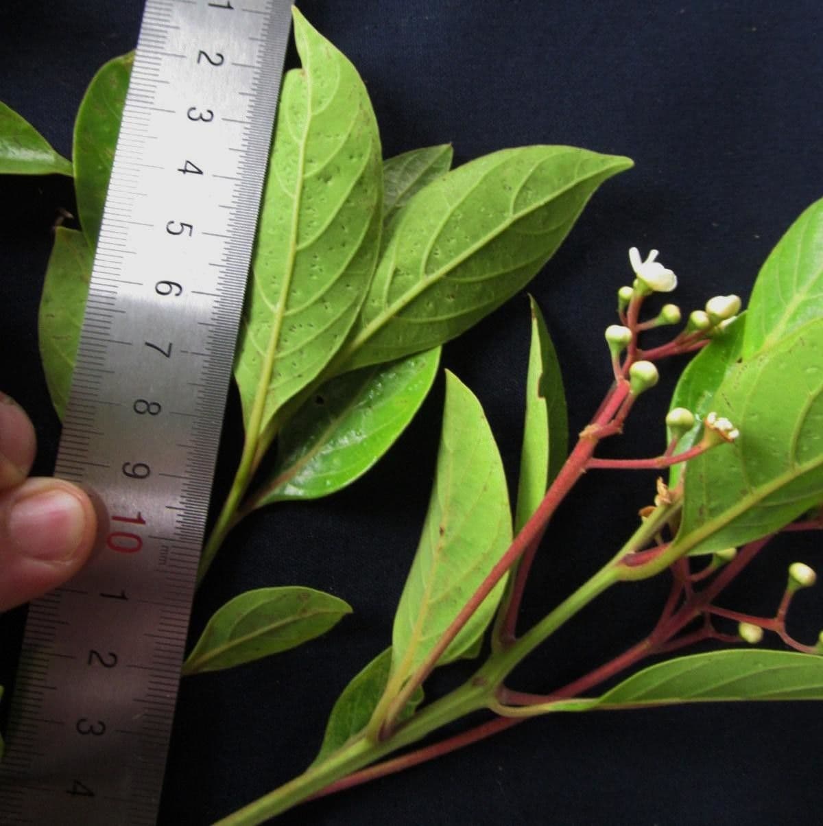 Nectandra 9