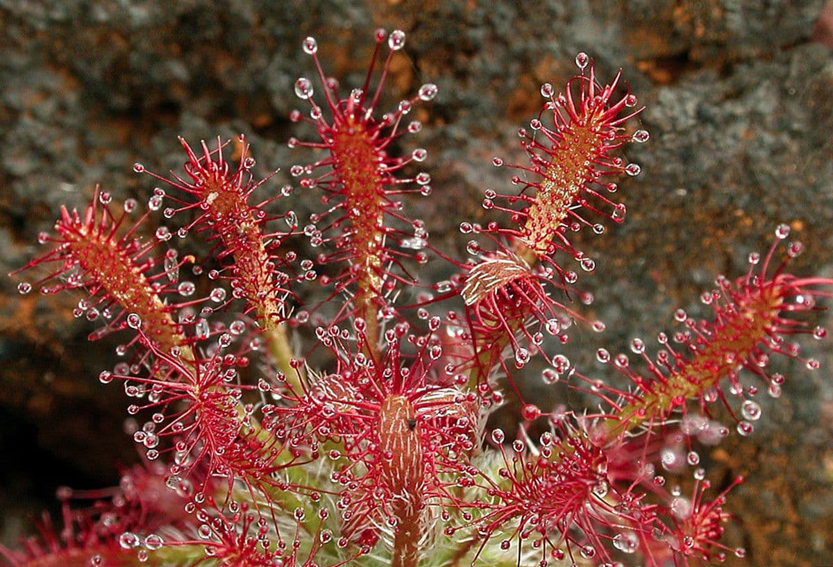 Drosera