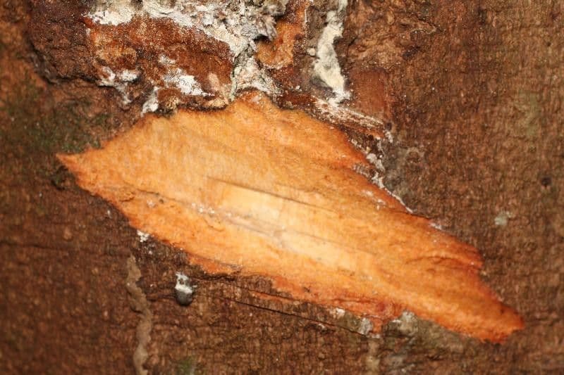 Trattinnickia 10