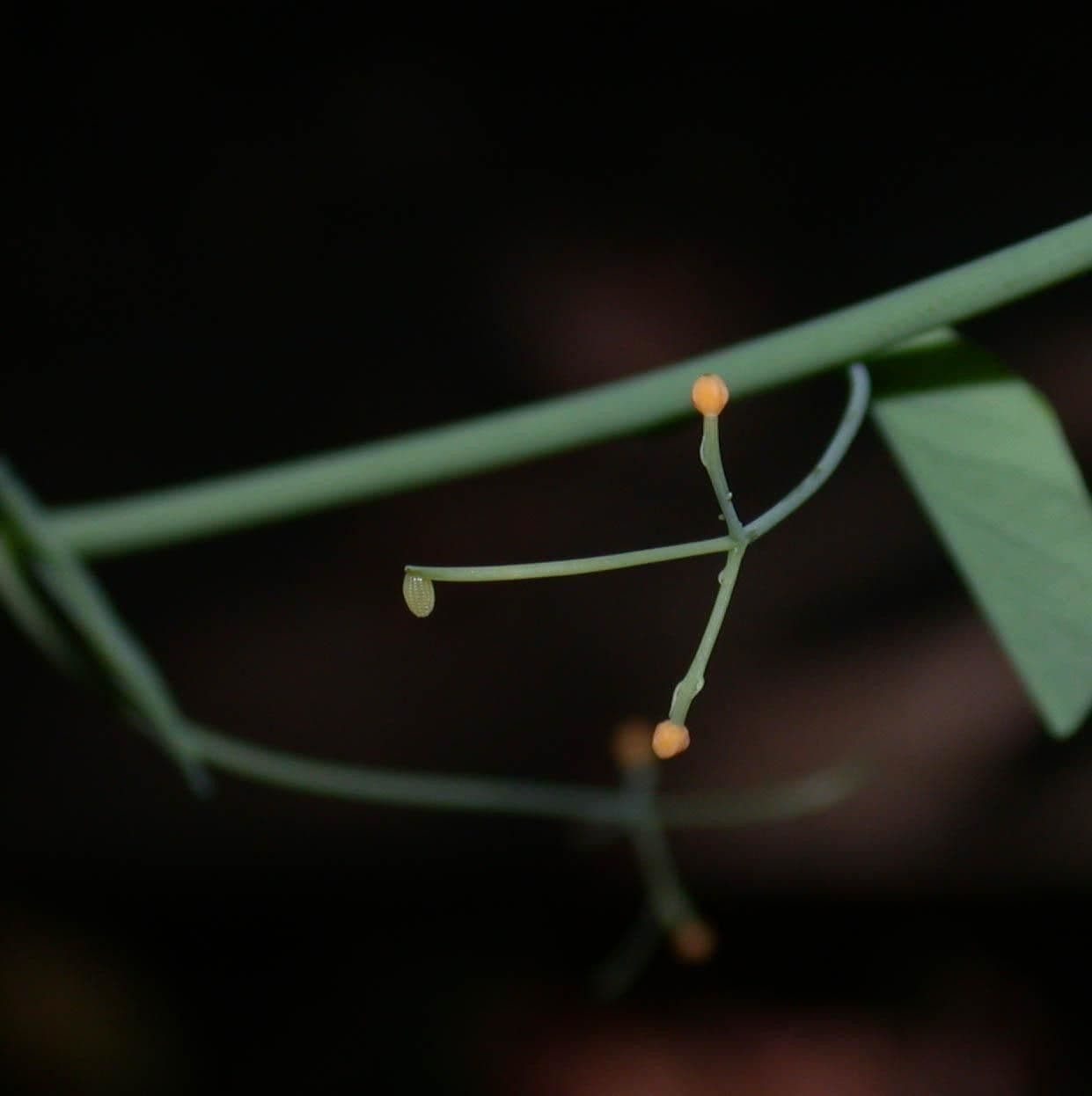 Passiflora 18
