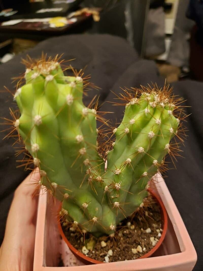 Pilosocereus pachycladus 22