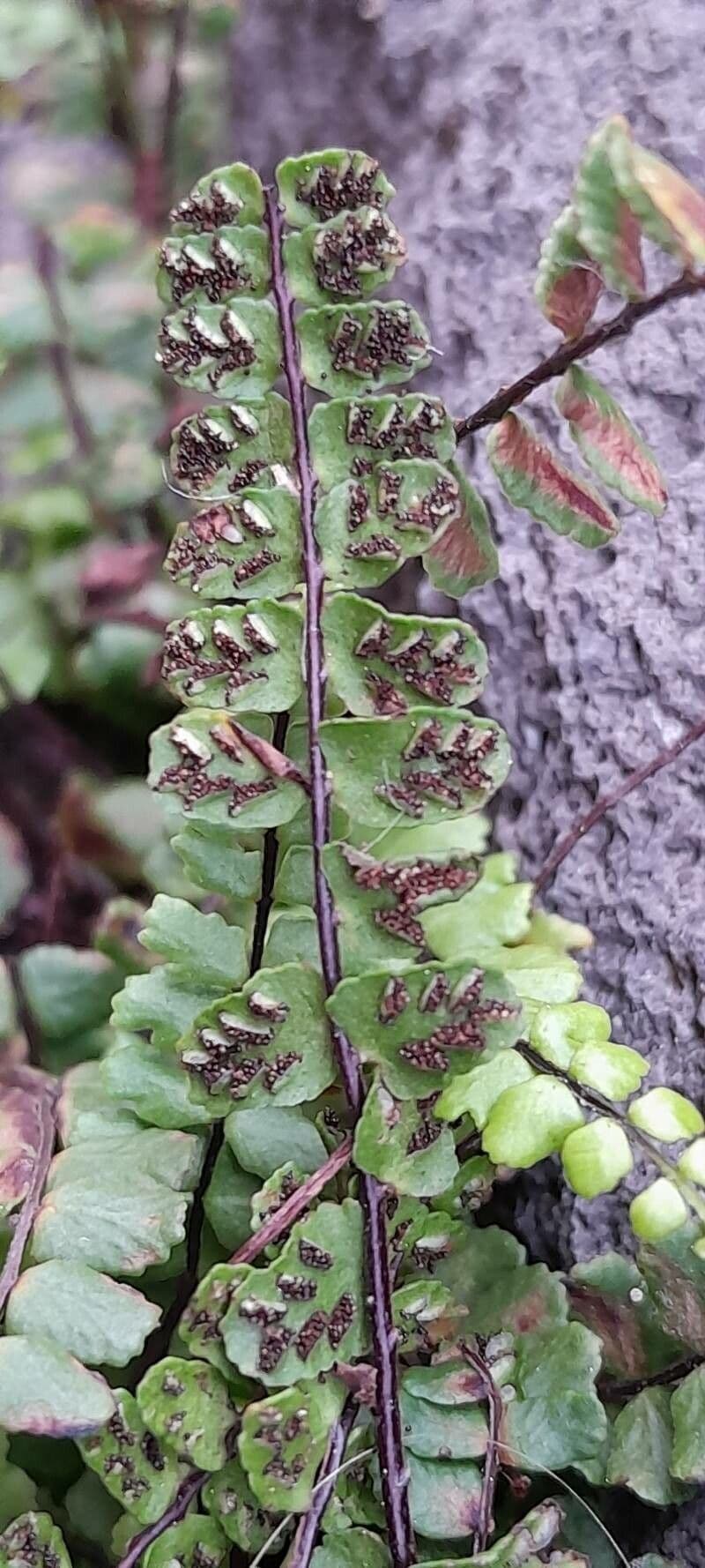 Erba rugginina