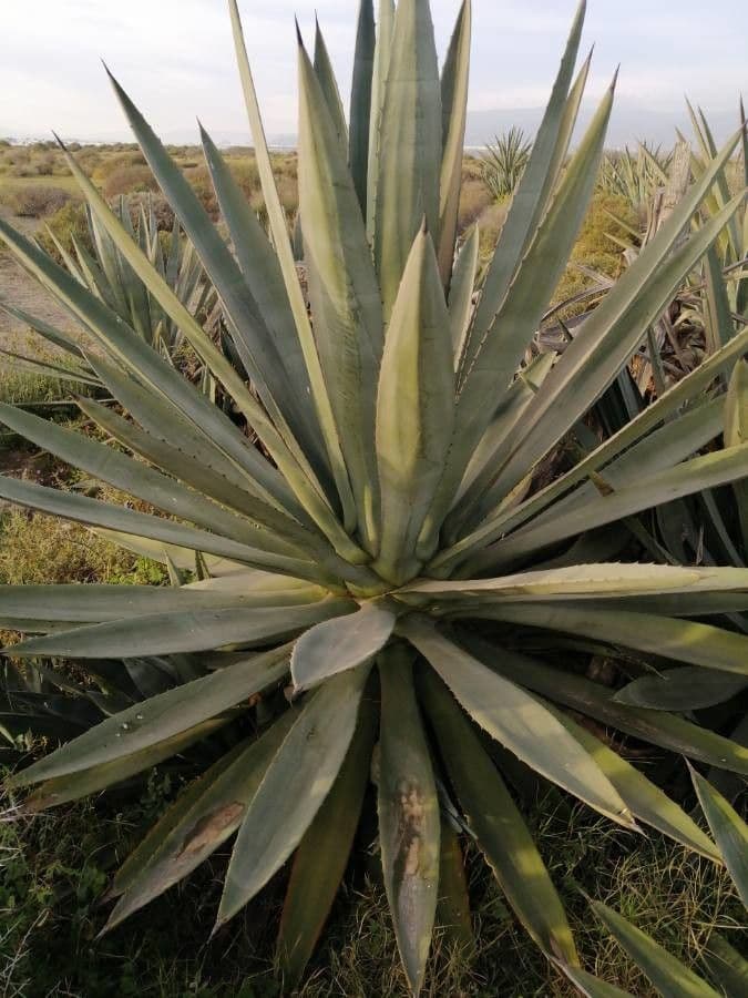 Sisal 19