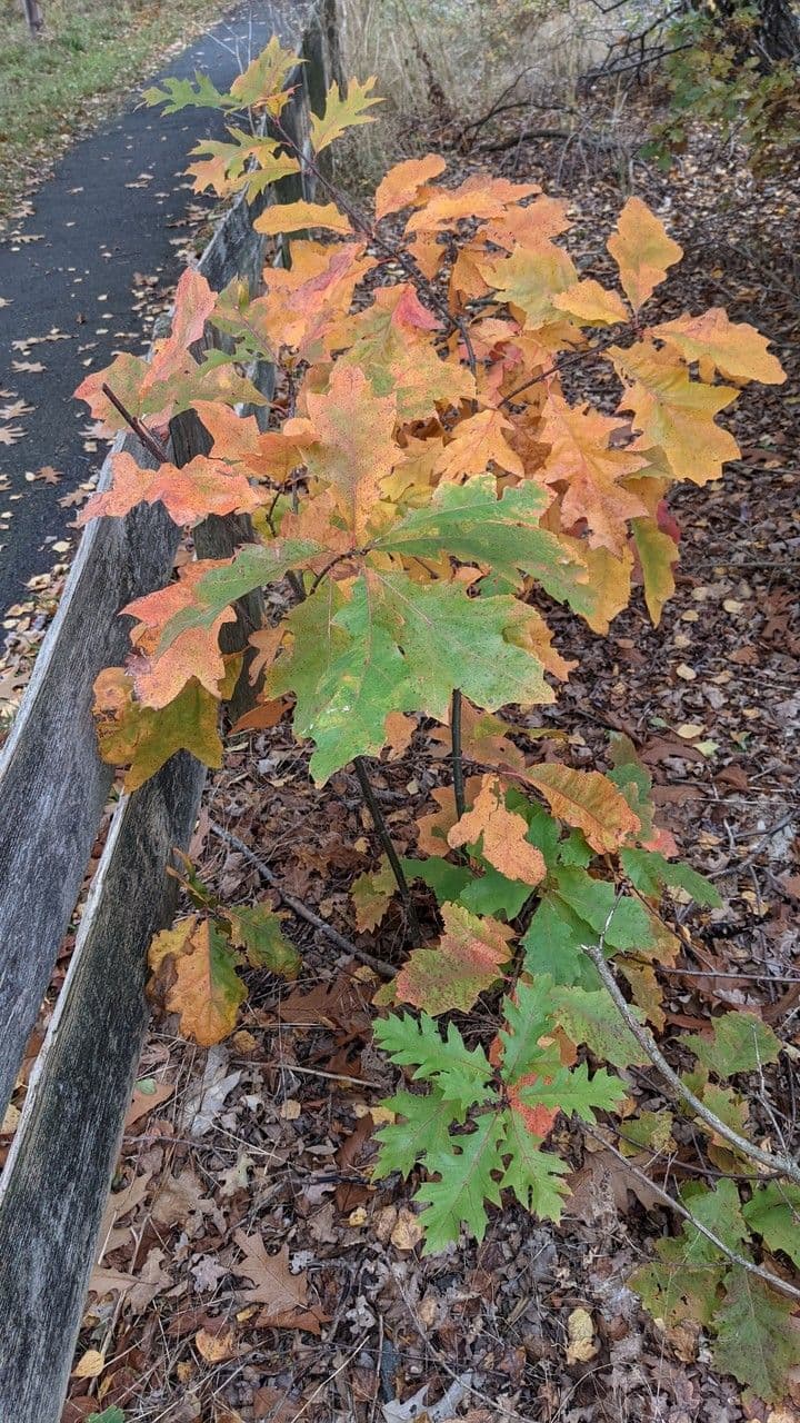 Rot-Eiche 11