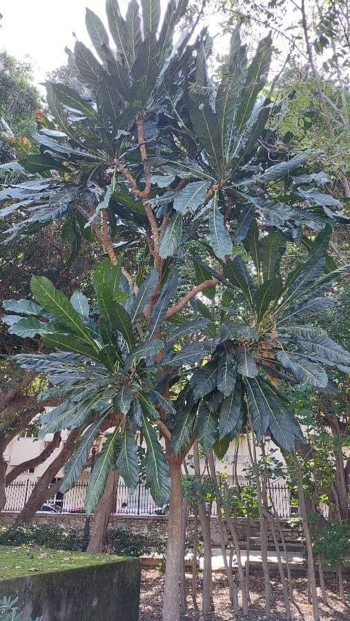 Meryta 5