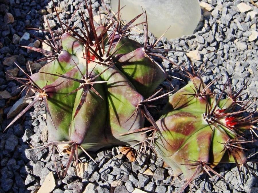Cactus a botte di Emory 12