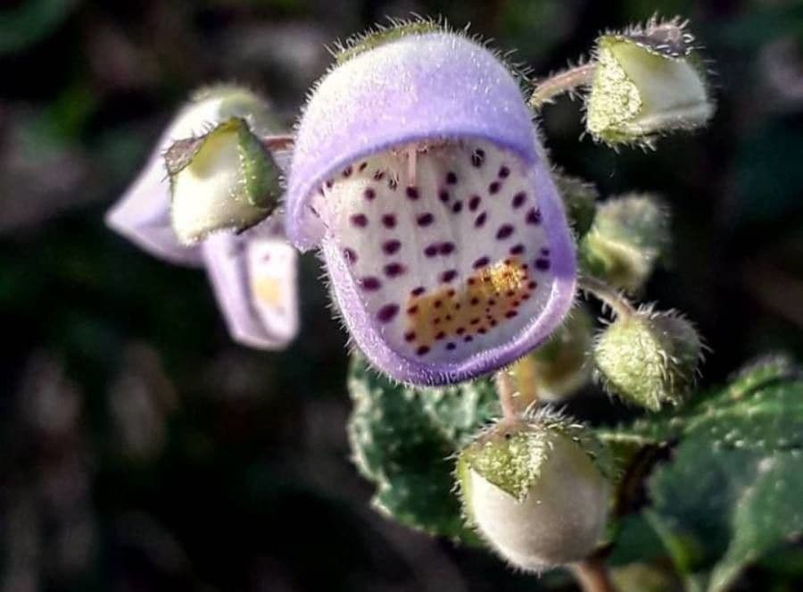 Jovellana 4
