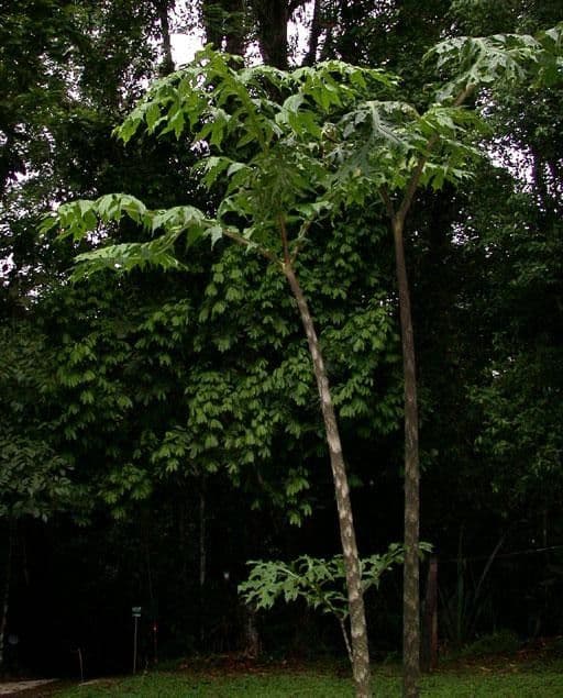 Dracontium 10