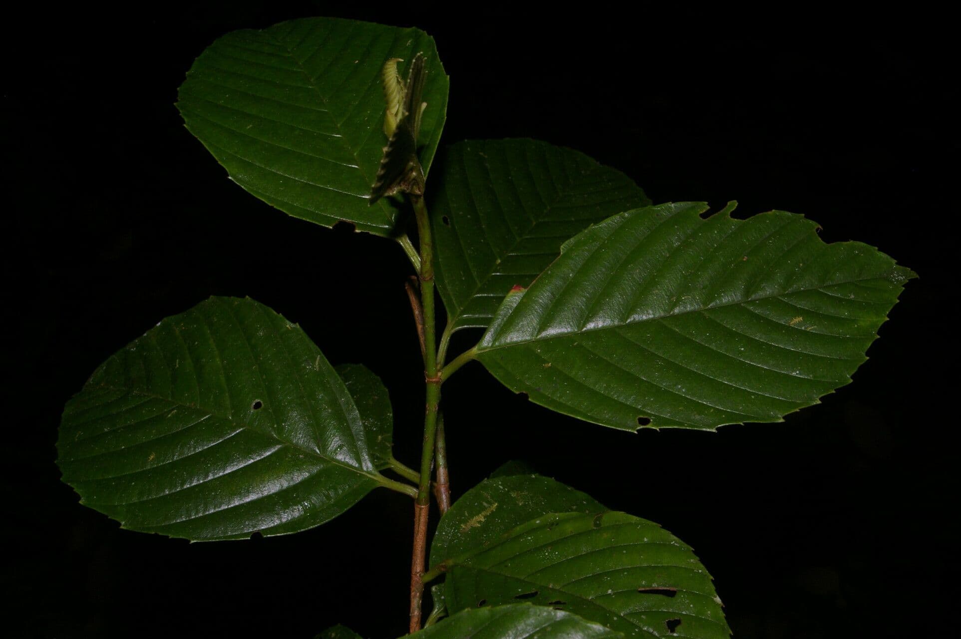 Ticodendron 11