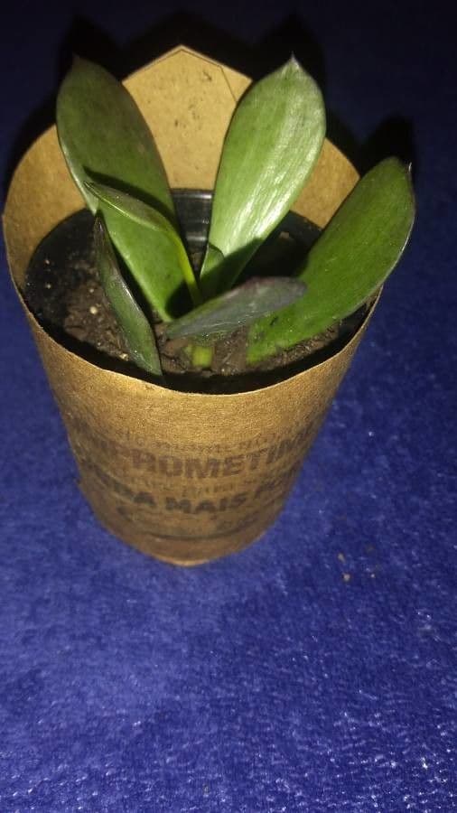 Masdevallia 9