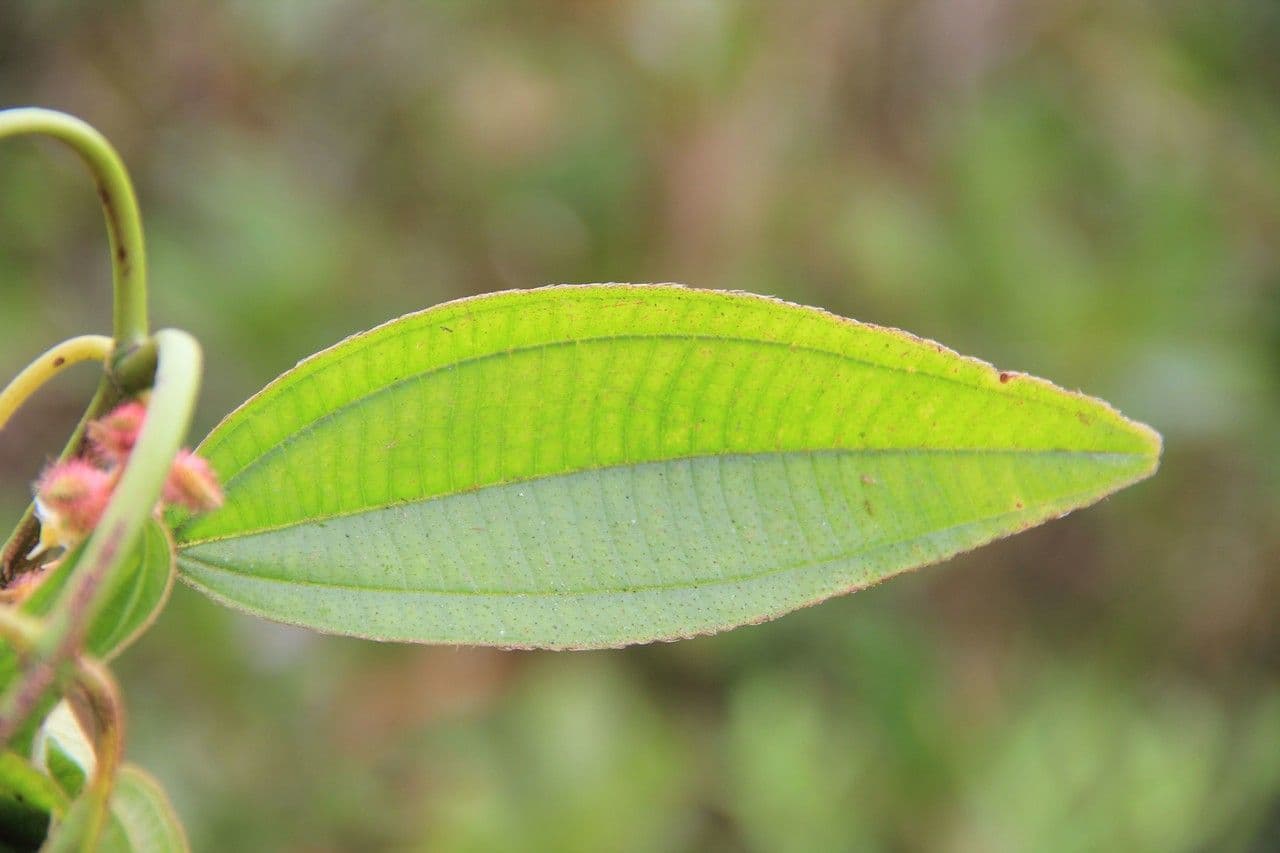 Ossaea 11