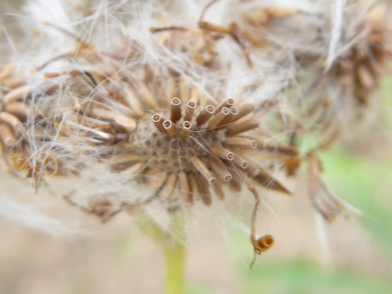 Senecio pterophorus