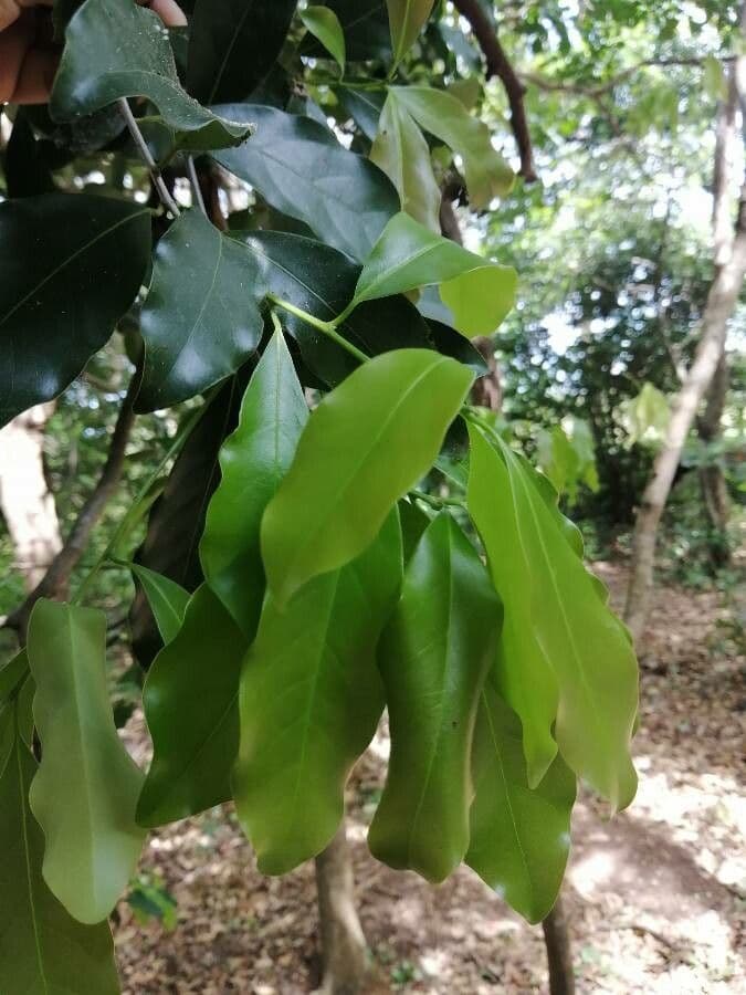 Veraguas-Mespilodaphne 19
