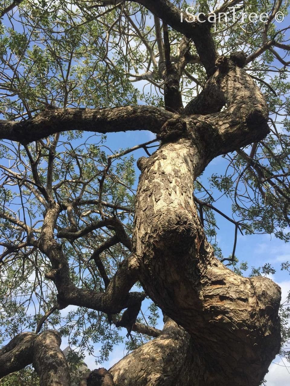 Marula 8