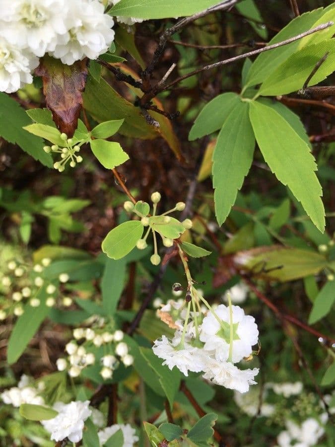 Reeve's spiraea 27