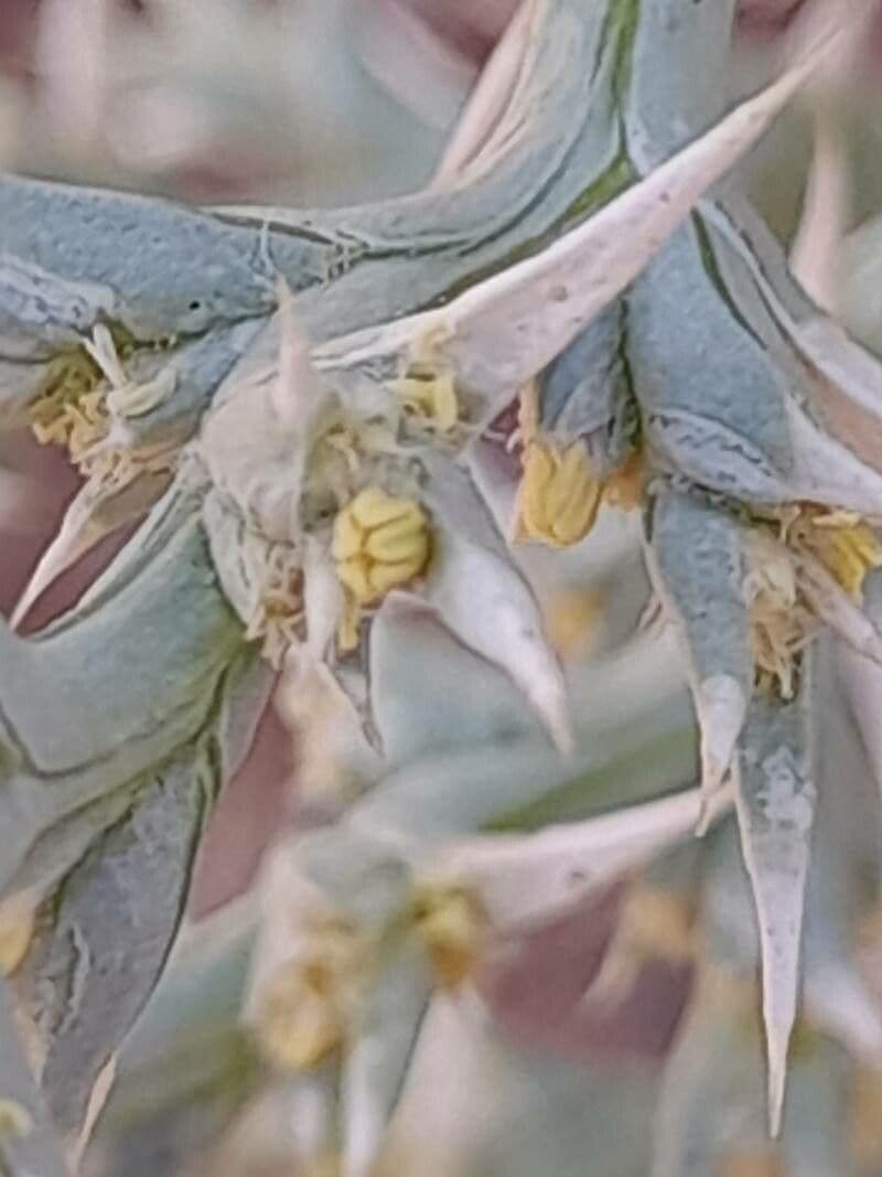 Cornulaca 6