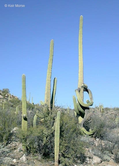 Sahuaro 12