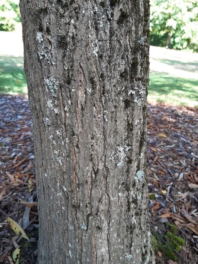 Carpinus japonica 20