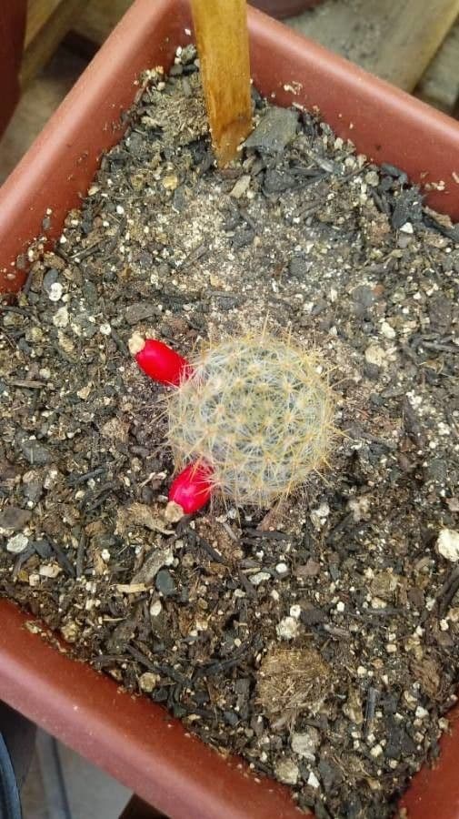 Cactus proliferante