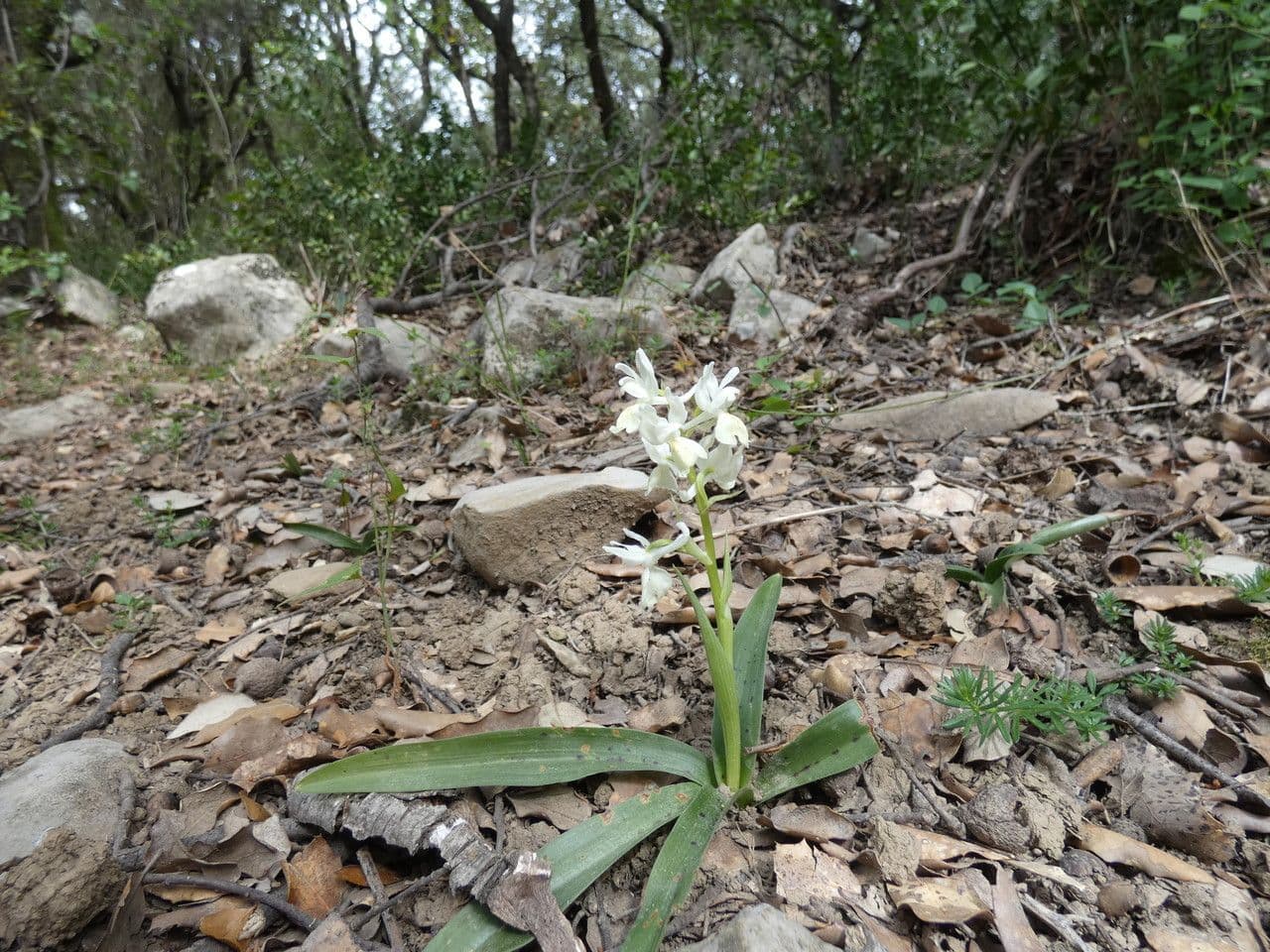 Orchide provinciale 9