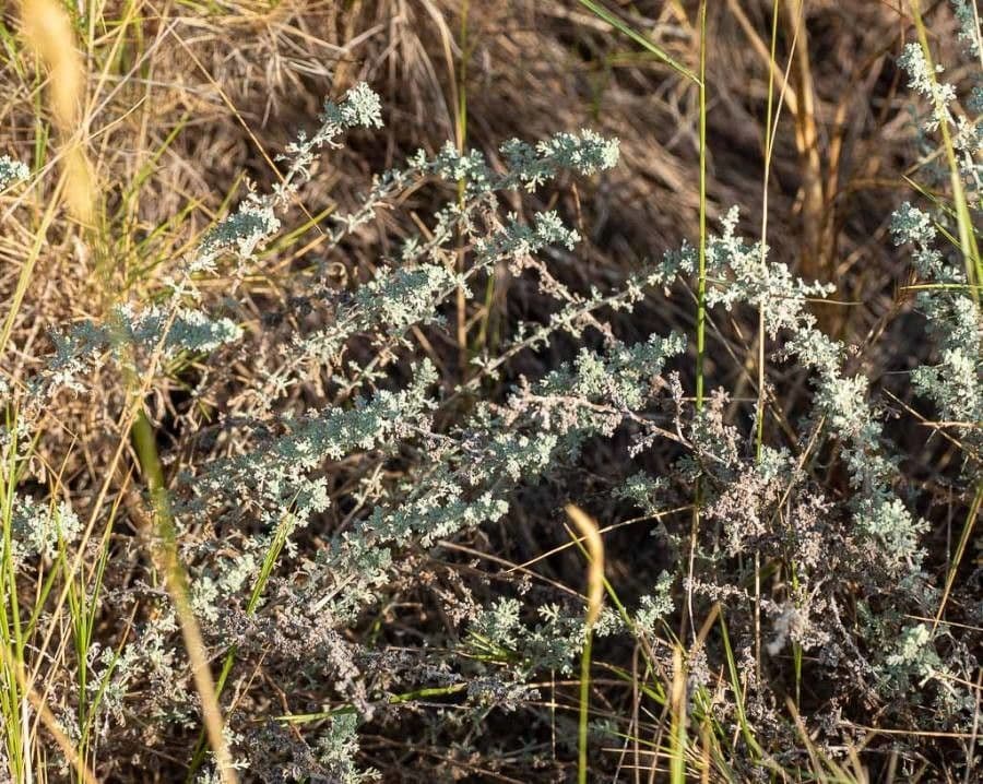 Artemisia pycnocephala 17
