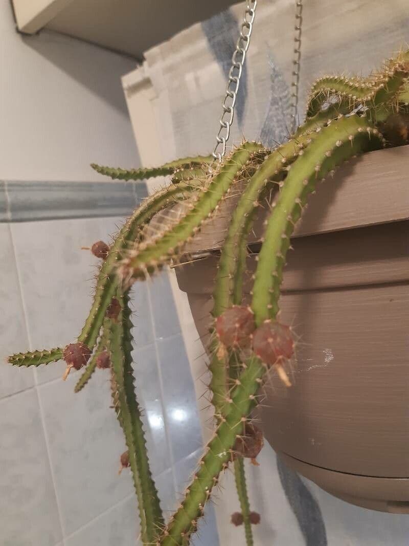 Pfeiffera 5