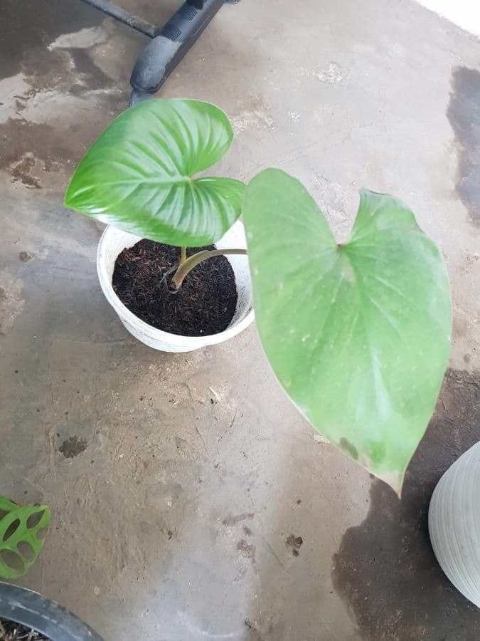Homalomena 10