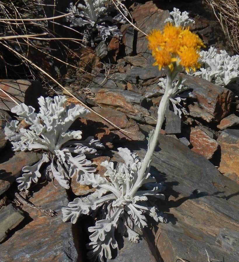 Senecio leucofillo 9