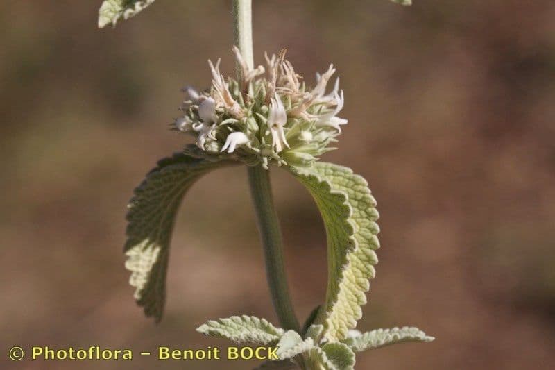 Marrubio grigio 18