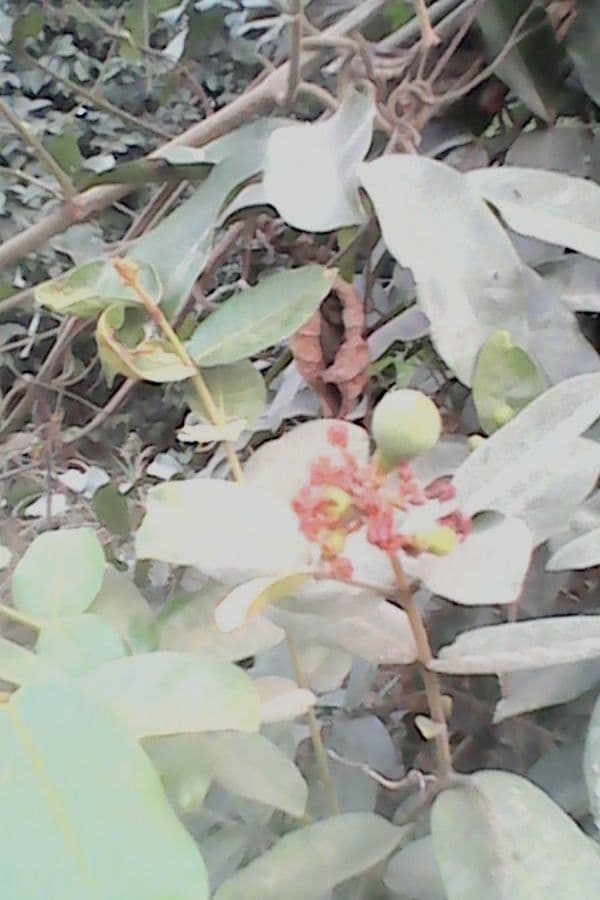 Landolphia heudelotii