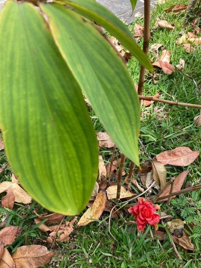 Ananas-Ingwer 12