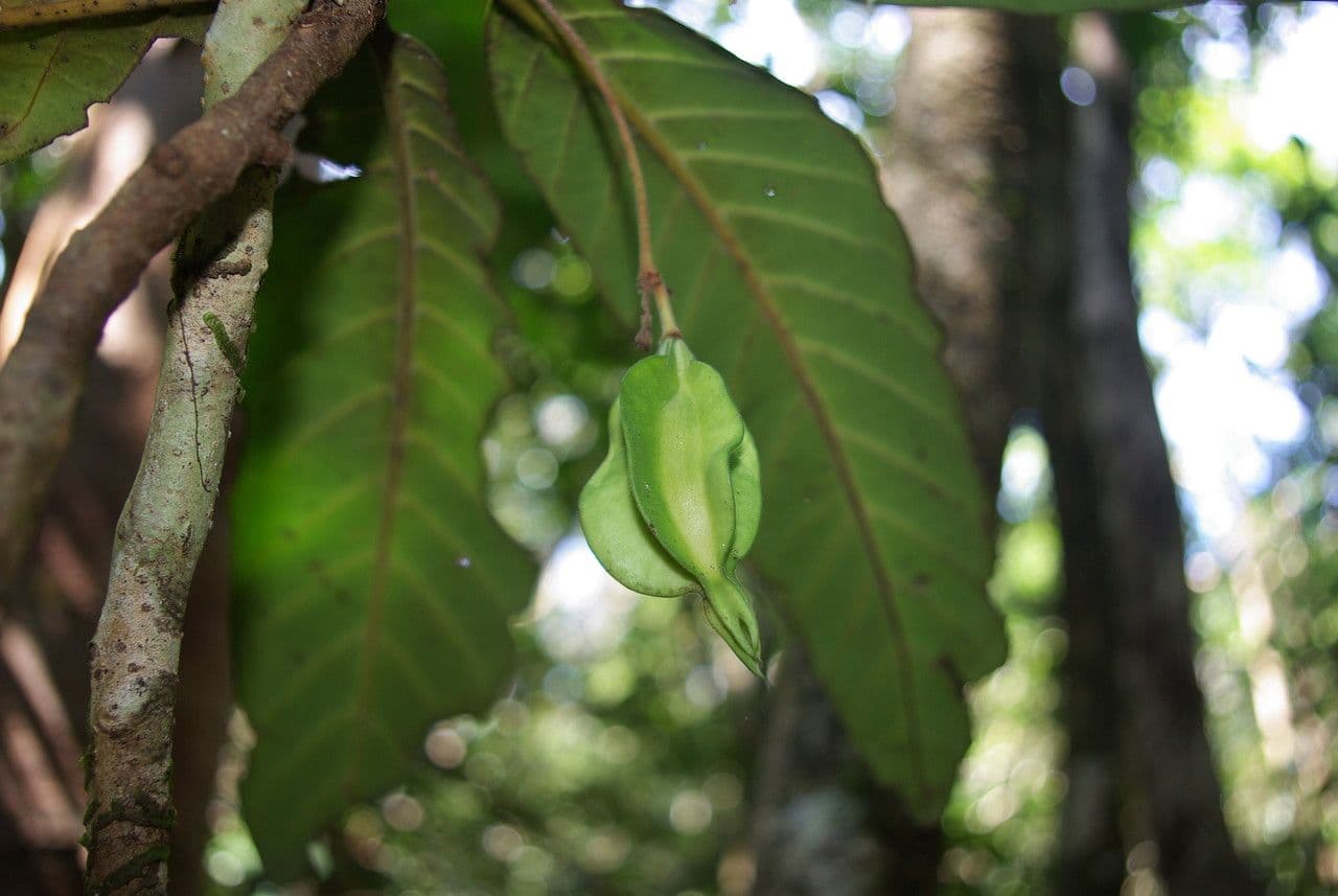 Atractocarpus